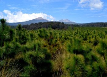 Rescata EdoMex ecosistemas con plantación de especies nativas