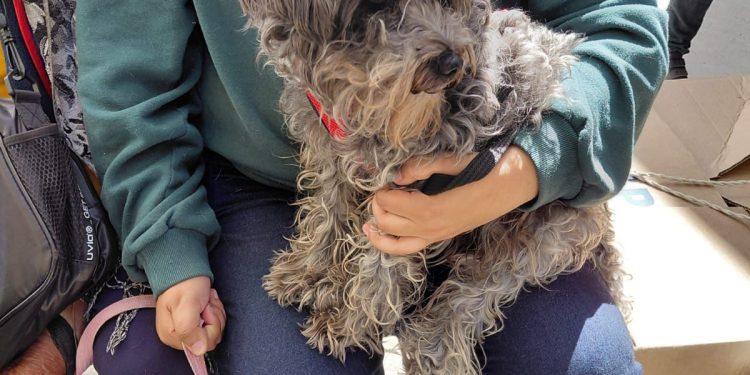 Acerca Gobierno de la Ciudad servicios de bienestar animal a colonias del municipio