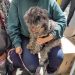Acerca Gobierno de la Ciudad servicios de bienestar animal a colonias del municipio