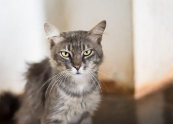 Día Internacional del Gato