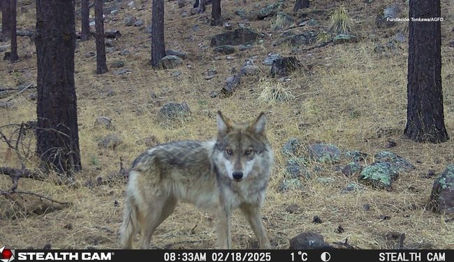Conanp obtiene registro de lobo mexicano nacido en libertad en el APFF Campo Verde, Chihuahua
