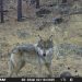 Conanp obtiene registro de lobo mexicano nacido en libertad en el APFF Campo Verde, Chihuahua