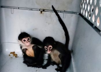 Profepa realiza el manejo y traslado de 19 ejemplares asegurados en operativos por la FGR