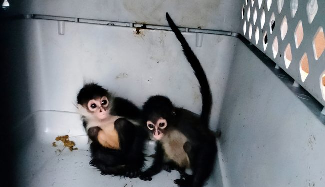 Profepa realiza el manejo y traslado de 19 ejemplares asegurados en operativos por la FGR