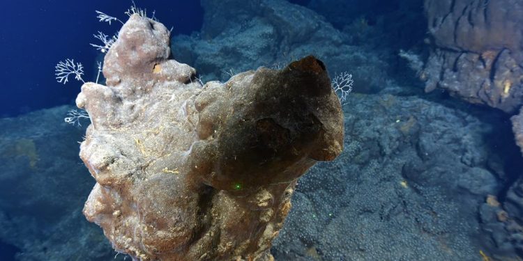 Los fondos marinos no deben convertirse en explotación de minerales raros