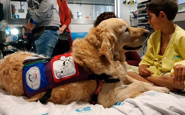 Hay perros optimistas y perros pesimistas: Bistre Dabbah