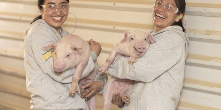 El Bienestar Animal, fundamental en procesos productivos de Altosano-Granjas Carroll