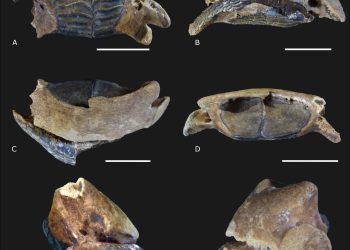 Descubren ejemplares fósiles de animales marinos, en la Península de Yucatán