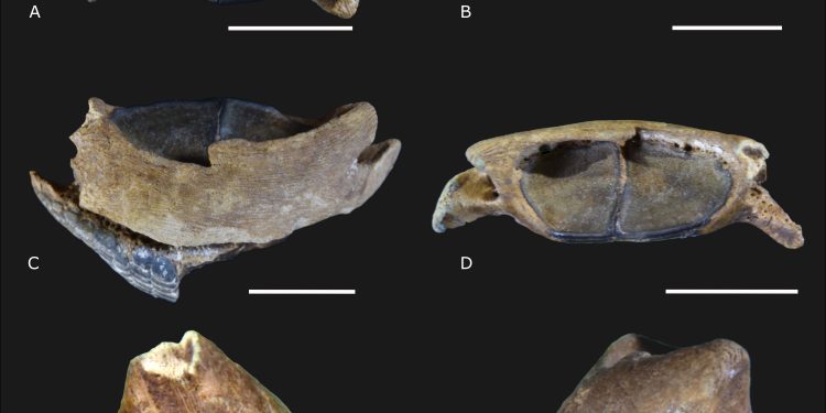Descubren ejemplares fósiles de animales marinos, en la Península de Yucatán