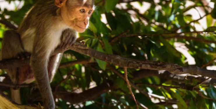Día Internacional de los Primates