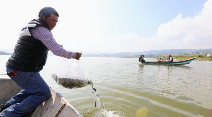 Alcanza el Estado de México el lugar 13 nacional en acuacultura