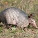 Día Internacional del Armadillo