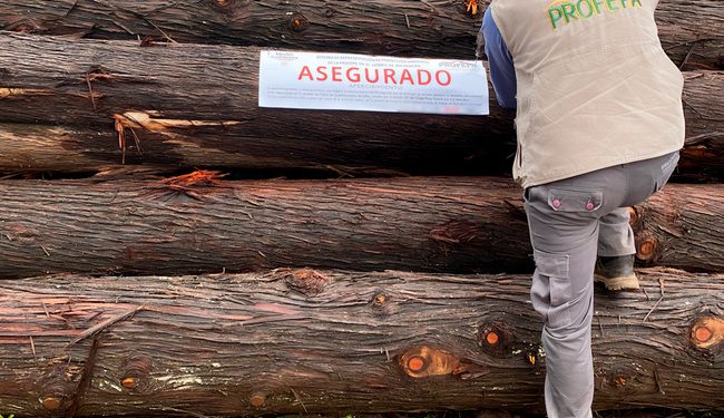 Profepa denuncia penalmente actividades de tala ilegal en Reserva de la Mariposa Monarca