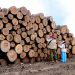 Profepa asegura 3 mil 455 metros cúbicos de madera en aserraderos de la Reserva de la Mariposa Monarca