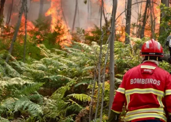 Portugal decreta estado de alerta debido al calor extremo