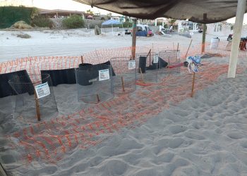 Inauguran primer Campamento Tortuguero “Tata Meza” en el Alto Golfo de California y Delta del Río Colorado