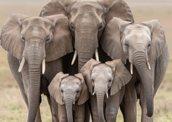 Día Mundial del Elefante