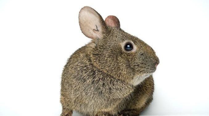 Teporingo: Una especie víctima de la extinción