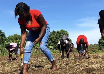 De la crisis al cultivo: los agricultores de Haití construyen resiliencia semilla a semilla
