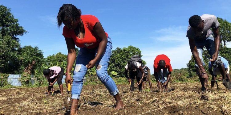 De la crisis al cultivo: los agricultores de Haití construyen resiliencia semilla a semilla