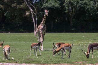 La jirafa Cosmo es la nueva estrella del Parque Ecológico Zacango