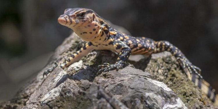Día Mundial del Lagarto