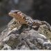 Día Mundial del Lagarto