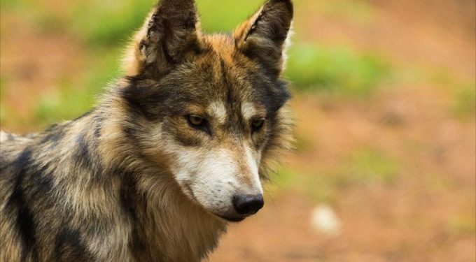 EdoMex,  pilar en conservación del lobo mexicano: resguarda la mayor población de la especie en el país