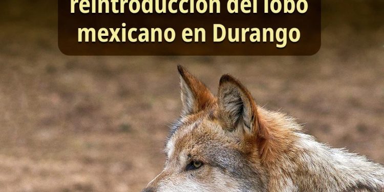México presenta una nueva zona para la reintroducción del lobo mexicano en Durango