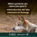 México presenta una nueva zona para la reintroducción del lobo mexicano en Durango
