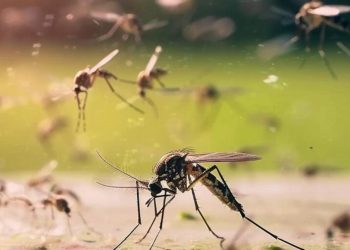 Día Mundial del Mosquito