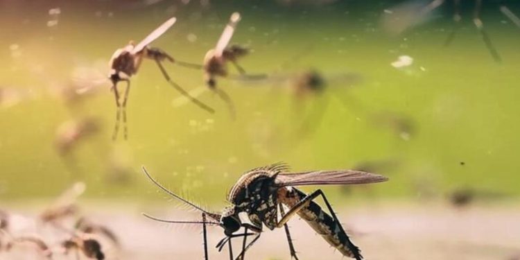 Día Mundial del Mosquito