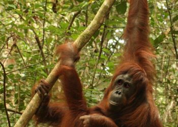 Día Mundial del Orangután