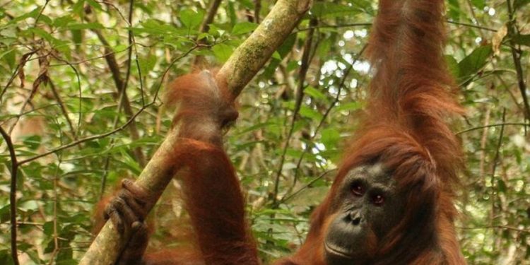 Día Mundial del Orangután