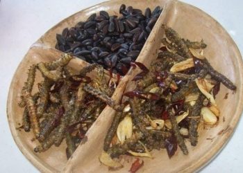 La Conanp, los Bienes Comunales de Zapotitlán y la UNAM, investigarán a la larva de la mariposa nocturna