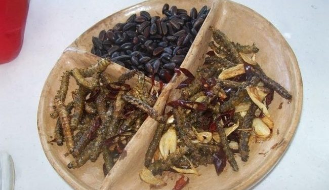 La Conanp, los Bienes Comunales de Zapotitlán y la UNAM, investigarán a la larva de la mariposa nocturna