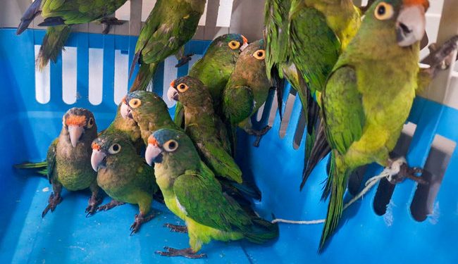 Rescatan 40 ejemplares de vida silvestre y presentan a la FGR a dos presuntos responsables de tráfico ilegal