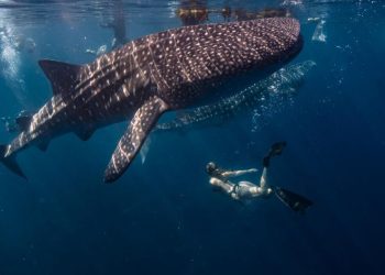 Día Internacional del Tiburón Ballena
