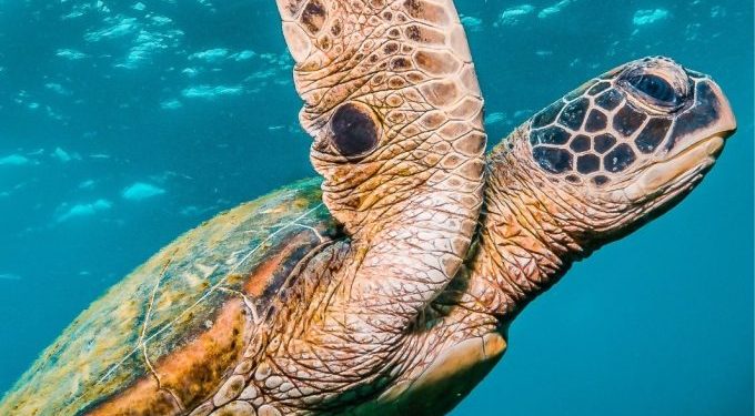 SMAyDS invita a explorar los secretos del océano con la colección “Aventuras Verdes”