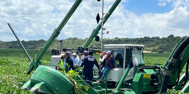 Puebla aplicará tecnología y maquinaria probada para retiro de lirio acuático en Valsequillo