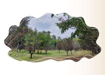 Parques Nacionales más emblemáticos de México