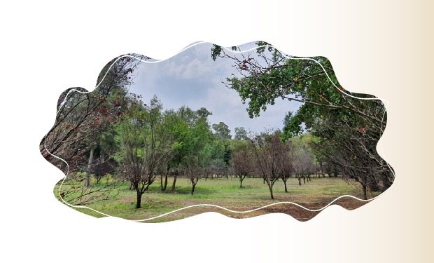 Parques Nacionales más emblemáticos de México