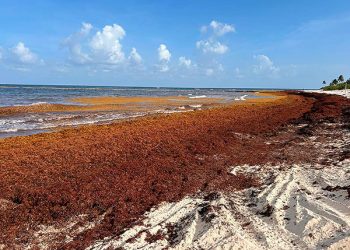 Positivos, nuevos lineamientos para disponer del sargazo: investigadoras