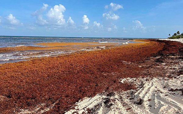 Positivos, nuevos lineamientos para disponer del sargazo: investigadoras