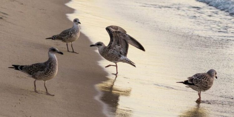 Día Mundial de las Aves Playeras