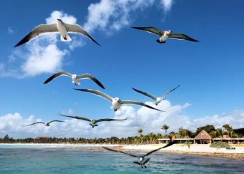 Día Mundial de las Aves Playeras