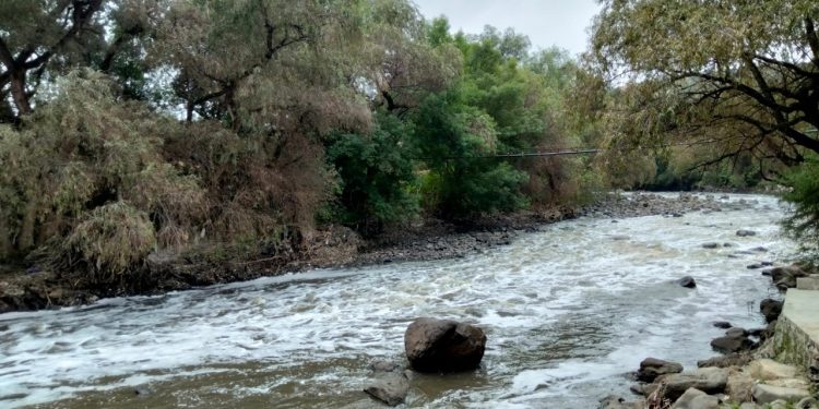 Semarnat realiza acciones de saneamiento del arbolado en zona federal del río Tula
