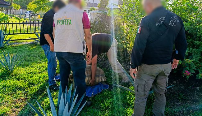 Asegura Profepa 7 ejemplares en domicilio cateado por FGR, en Tabasco