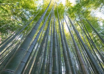 Día Mundial del Bambú