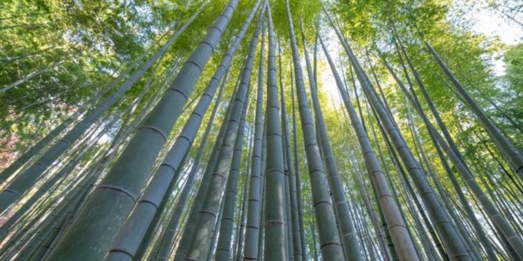 Día Mundial del Bambú